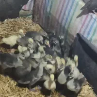 جوجه غاز و قوغاز یک ماهه