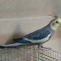 عروس هلندی و مرغ عشق ساده و انگلیسی