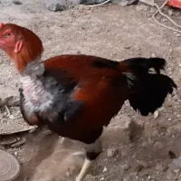 خروس لاری