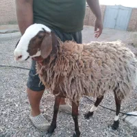 بره افشار دوقلو زا مناسب داشت و کشتن