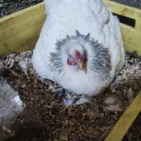 مرغ کرچ برهما ،جوجه لاری و گلین