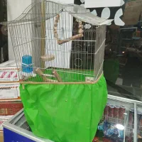 قفس پرنده