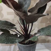 گلخانه مارانتا