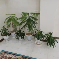 گل وگلدان کاج مطبق موسی درگهواره
