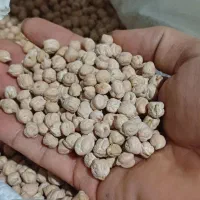 نخود پایه بلند درجه یک