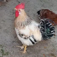 مرغ و خروس محلی