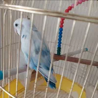 طوطی برزیلی آبی به همراه قفس و پایه