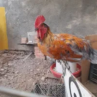 خروس محلی جوان