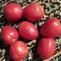 گوجه