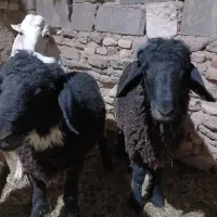 قوچ چاق