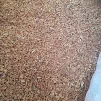 گندم فروشی
