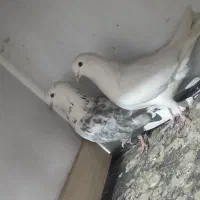 کبوتر تهرانی