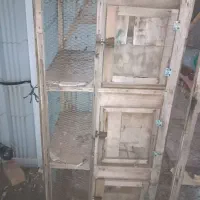 قفس و کبوتر