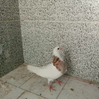 جوجه طوقی