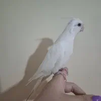 جفت و جوجه عروس هلندی