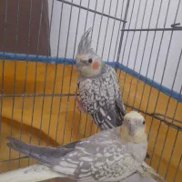 پرنده عروس