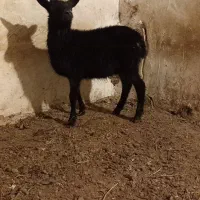 بره . رومانف .گوسفندرومانف