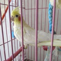 عروس هلندی دستی