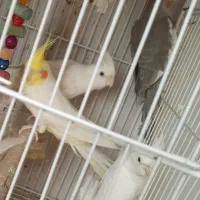 ۵ عروس هلندی نر