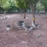 ۱۰عدد قو غاز ۳ماهه