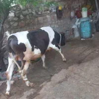 گوساله نر برای قربانی