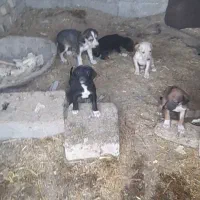 توله تازی اصیل