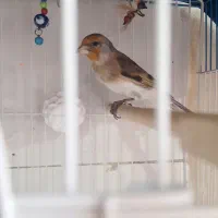 سهره قناری نر جوان