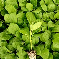 نشا گوجه، بادمجان، هندوانه و خربزه