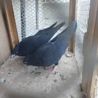۲ عدد نر زاغ کاکل میخی