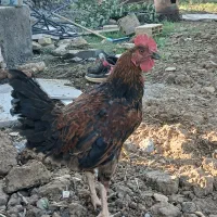 نیمچه خروس - ۳ ماهه