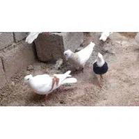 کبوتر طوقی
