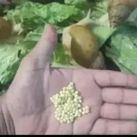 تخم خاویار حلزون