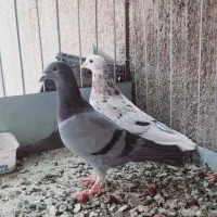 کبوتر سار