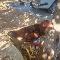 جوجه لاری