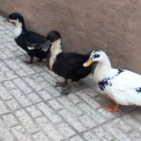 ۳ تا اردک محلی ماده تخم گذار یکساله