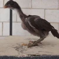 جوجه لاری
