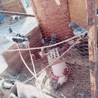 کبوتر آلمانی درجه یک
