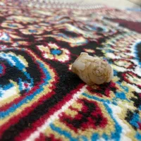 مهره زوعه مار مصری