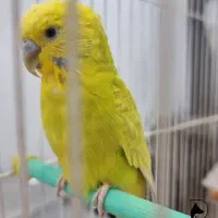 مرغ عشق تنها