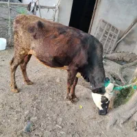 گاو سیمینال