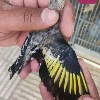 سهره جوجه
