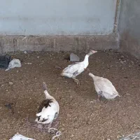 قاز|حیوانات مزرعه|مرودشت, رودبال|دیوار