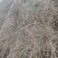فروش علوفه دام