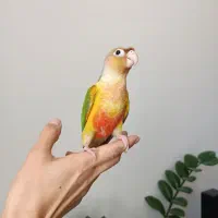 معاوضه با انگشتر