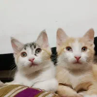 گربه