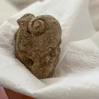 فسیل حلزون بزرگ