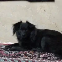 گ. م شده