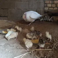 جوجه بوقلمون برنز