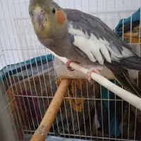 عروس هلندی ماده بالغ