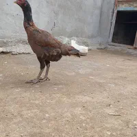 مرغ لاری
